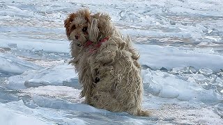 A woman traveling in Tibet met a dog with thick fur, it blocking her car and hoping to be taken away