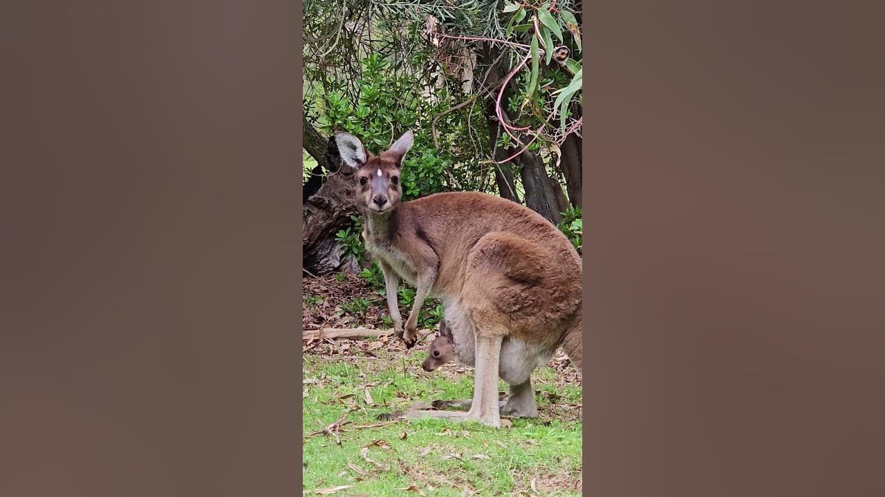 Cutest Baby Kangaroo ever youtube перевод