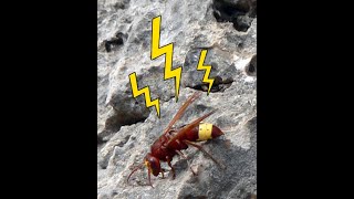 The Shocking Truth About Electric Hornets!