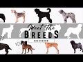 Meet the Breeds: Dachshund の動画、YouTube動画。