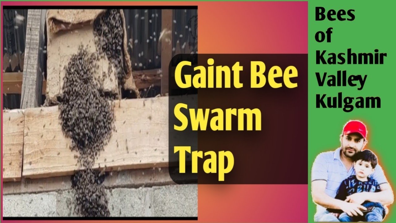 Pehle Scott Bees aayi phir Swarm aaya || Bees of Kashmir valley