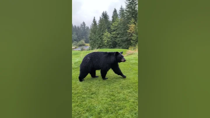 Black Bear Sow Bluff Charges Golfers || ViralHog