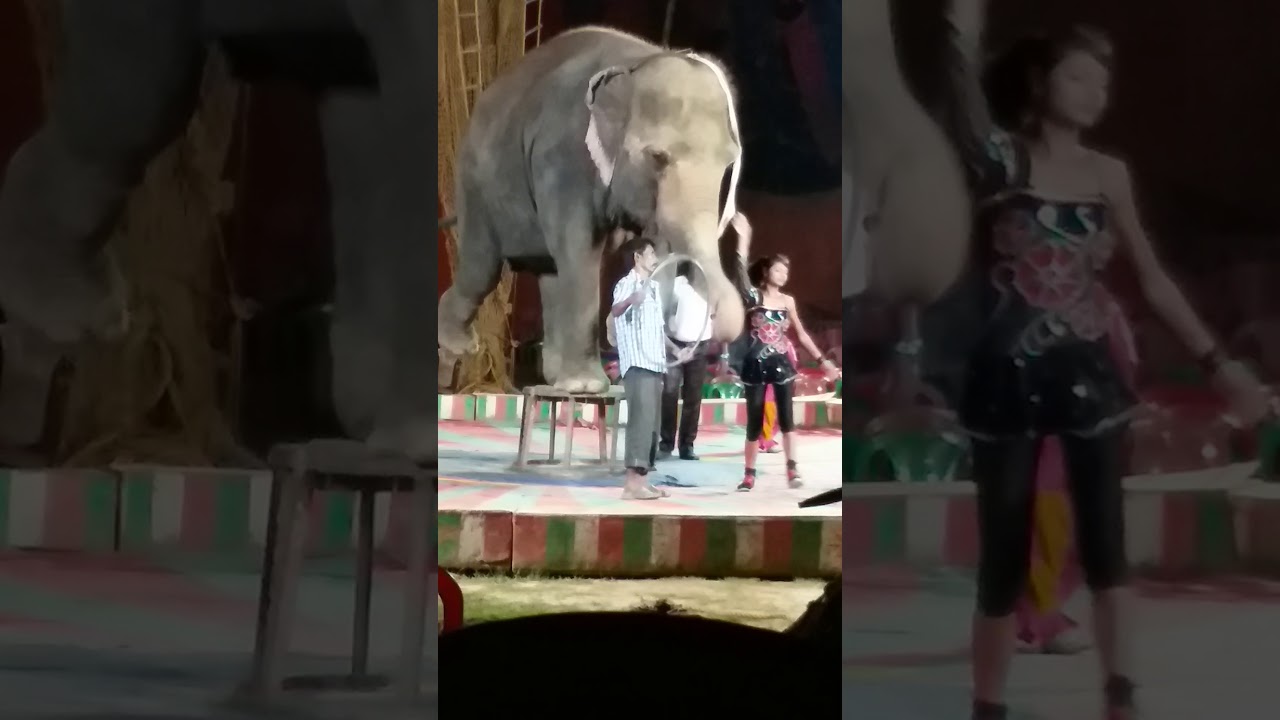 Rounding Elephant With Sexy Girl Youtube