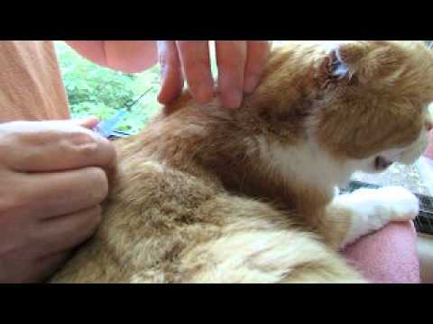 how-to-give-subcutaneous-fluids-to-your-cat-at-home