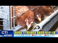 【每日必看】凍漲鬼扯! 9大飼料廠齊漲 蛋農怒譙:每月多15萬@中天新聞 20220325