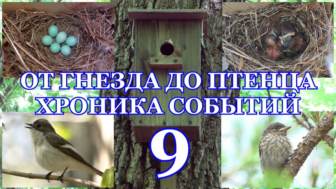 От гнезда до птенца. Хроника событий. Мухоловка-пеструшка ( Ficedula hypoleuca ) 9 часть