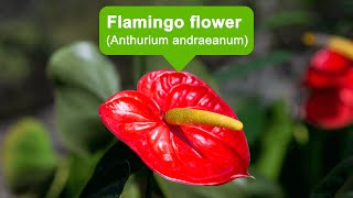 Great ambition, enthusiasm, hospitality, happiness, abundance--Flamingo Flower