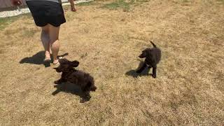 Brown Standard Poodle Puppies in Michigan