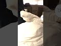 寝起きドッキリされる最年少 #守護いスキっ #いれいす
