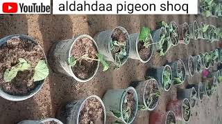 سعودی عرب کی گرمی میں بہت ہی عمدہ اور اچھے طریقے سے نرسری کا کام کرتے