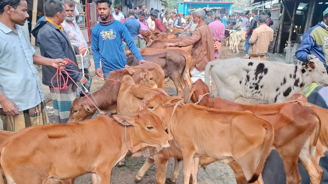 আজ ৩/২/২৬ | চট্রগ্রামের খামারী কেমন দামে সবচেয়ে ছোট ছোট বাছুর কিনছেন | আমবাড়ী হাট 