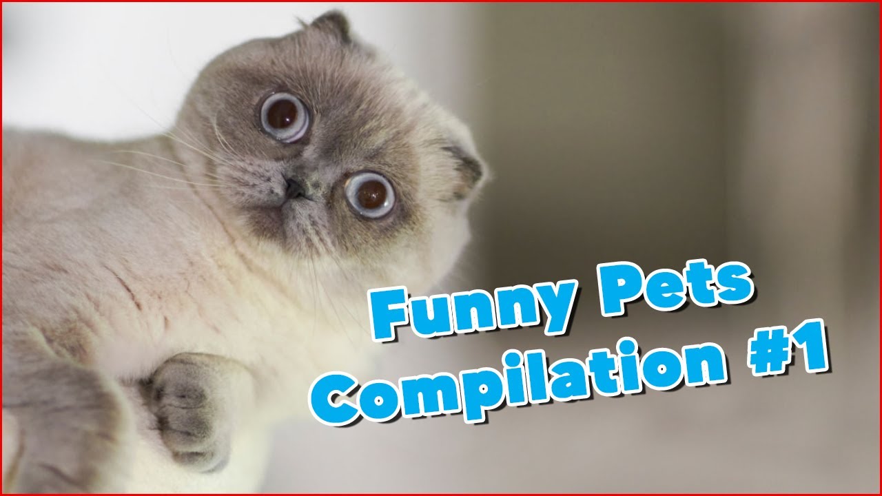 😹 Cats and Dogs 🐶 Cute and Funny Compilation #1 - YouTube