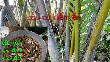 câu cá chốt kho tiêu(chống dịch)