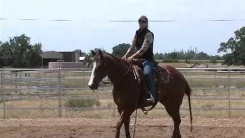 Ken Wold Working the flag to train your cowhorse
