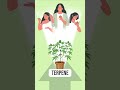 How to Max Out Cannabis Terpenes