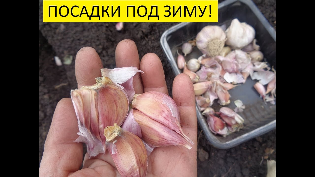 Урожай чеснока из бульб