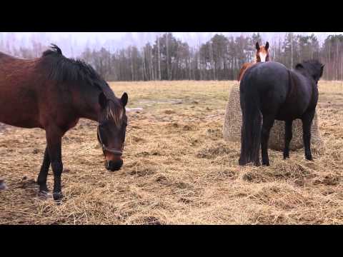 Video: Millistes Maailma Linnades On Hobustele Monumendid