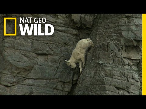 Rock-Climbing Goats