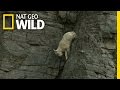 Rock-Climbing Goats | World Wide Web