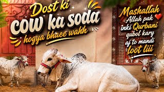 Nothern bypass mandi peak time | Karachi cattle rates update #viralvideo #foryou #fypシ゚viral #fypシ