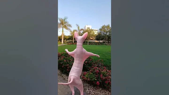 Video 10034541: cute funny sphynx cat, beautiful sphynx cat, cats funnycats meow cute, meow funny cats dancing, cute lovely cats meowing