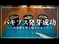 【パキプス実生】難易度★★★★★塊根の多様オペルクリカリアパキプスがついに発芽!この方法もっと早く知りたかった!
