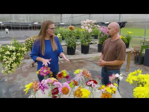 Video: Bush chryzantéma: popis, přehled odrůd a recenze