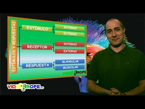 04. Estímulos y respuestas. 6º Conocimiento del Medio. Videoprofe.net