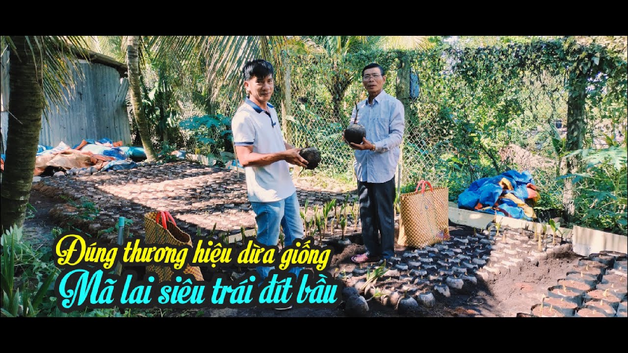 DỪA GIỐNG MÃ LAI SIÊU TRÁI ĐÍT BẦU, HOÀNH TO, KHÔNG THỤ PHẤN CHÉO LÀM NÊN THƯƠNG HIỆU TẠI TIỀN GIANG