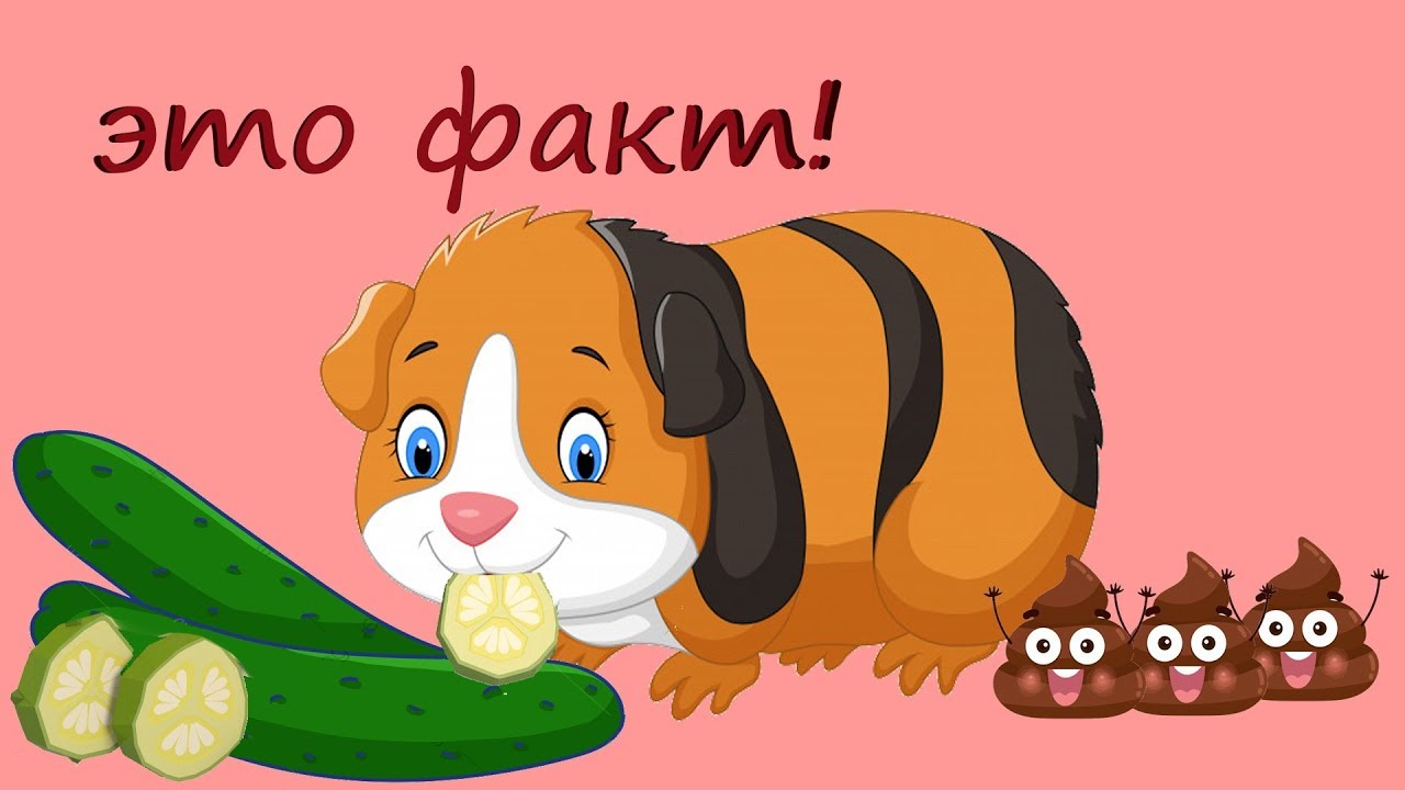 Шесть фактов об огурцах и морских свинках. Звуки морских свинок. - YouTube