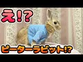 【ウサギ】かわいいピーターラビットをなでてみたwww peter rabbit