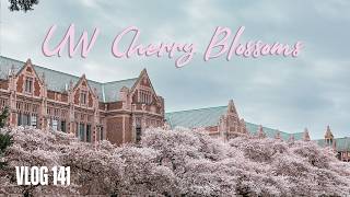 Seeing the UW Seattle Cherry Blossoms For the First Time
