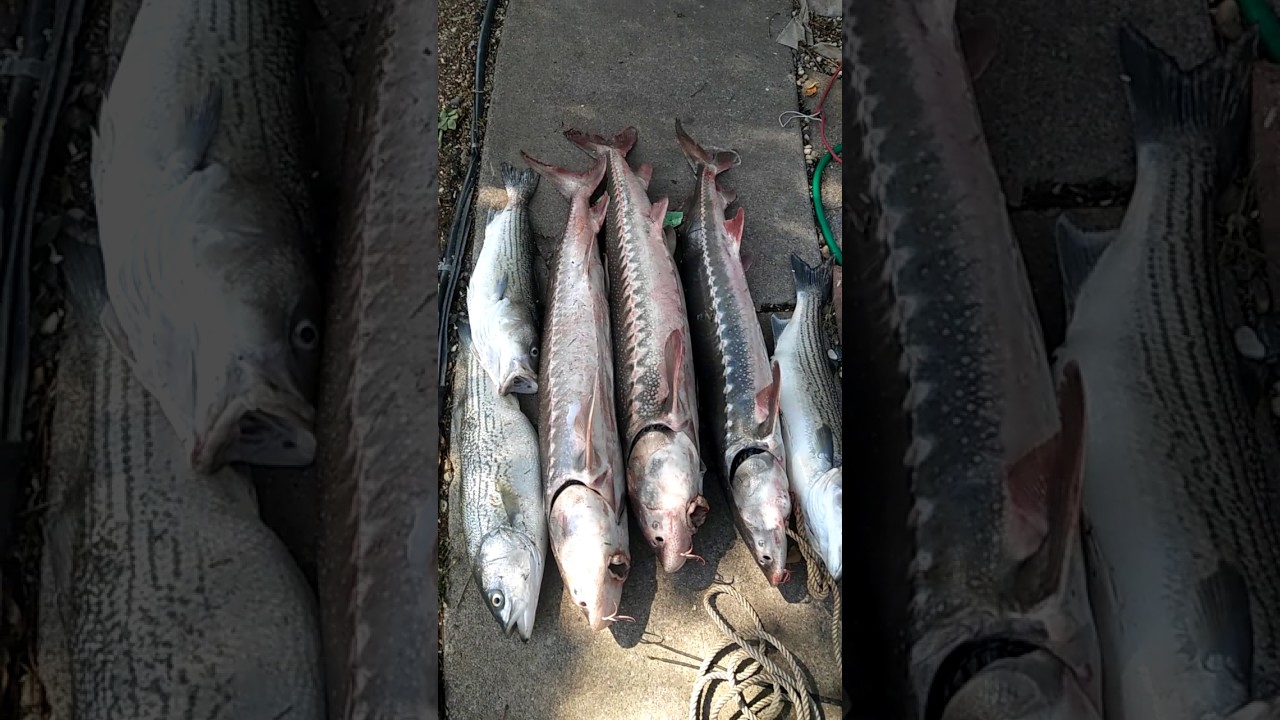 Pittsburgh sturgeon fishing(2) 