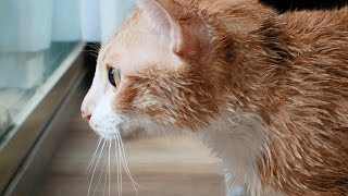 Cat cleaning himself after a bath 🛁🐈 by Mr Frodo 2,022 views 2 years ago 1 minute, 34 seconds