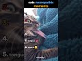 😂❤️ #cats#funny#Popular#Cute pet