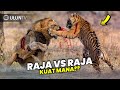 Menegangkan! Detik²  Pertarungan Sengit Singa vs Harimau.. Pemenangnya Adalah...