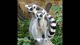 Monkey vs lemur |😳 animals video #shorts #wildlife #viral #animals