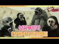 [TV 동물농장 레전드] ‘긴팔원숭이 보리, 새로운 가족이 생기다!’ 풀버전 다시보기 I TV동물농장 (Animal Farm) | SBS Story