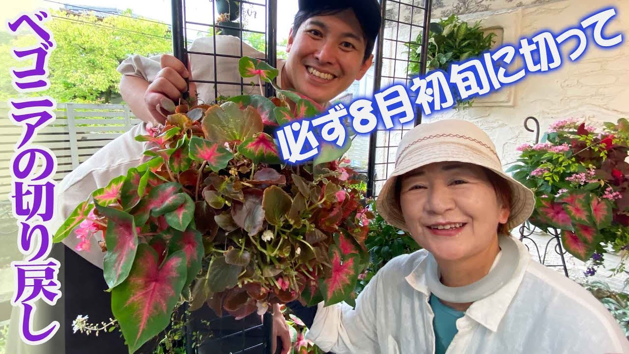 ベゴニア切り戻し】8月初旬にバッサリ切って、秋に再び美しい形の