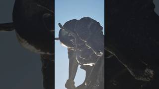 Download Lagu Monster Crapton #shorts #monster MP3