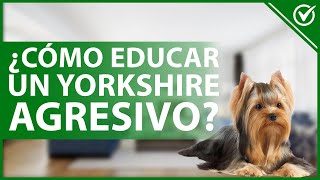 ¿Cómo se debe Educar a un Perro Yorkshire Agresivo para que deje de Serlo?