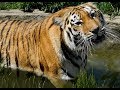 Тигрица Тайга открывает купальный сезон/Tiger Taiga opens bathing season