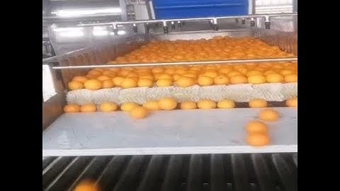Automated Orange Conveyor System | Modern Citrus Processing Line in Action
