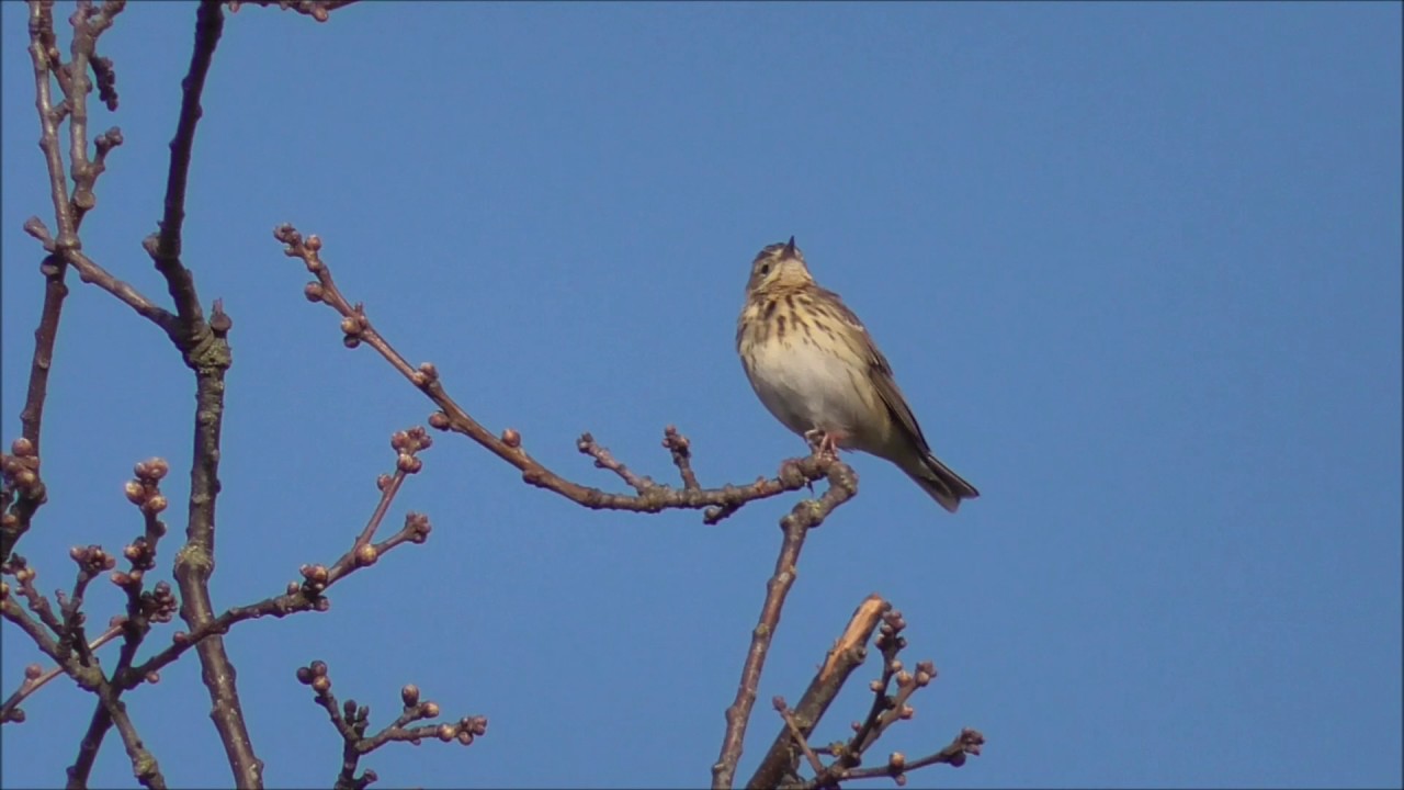 Singing Tree Pipit. 