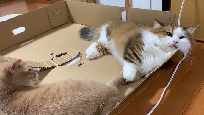 しっぽでパタパタする猫がかわいい Youtube