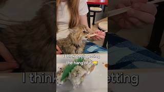 Teaching the child how to eat like a civilized member of society 😌 #viral #top10 #catvideo