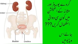UTI infection in females and males,it's symptoms and treatment