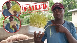 I tried maize hydroponics but FAILED!