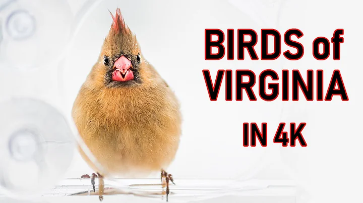 Birds of Virginia in 4K