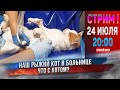 🔴 СТРИМ |   Кот в тяжелом состоянии попал в больницу!  [24 июля 20:00]